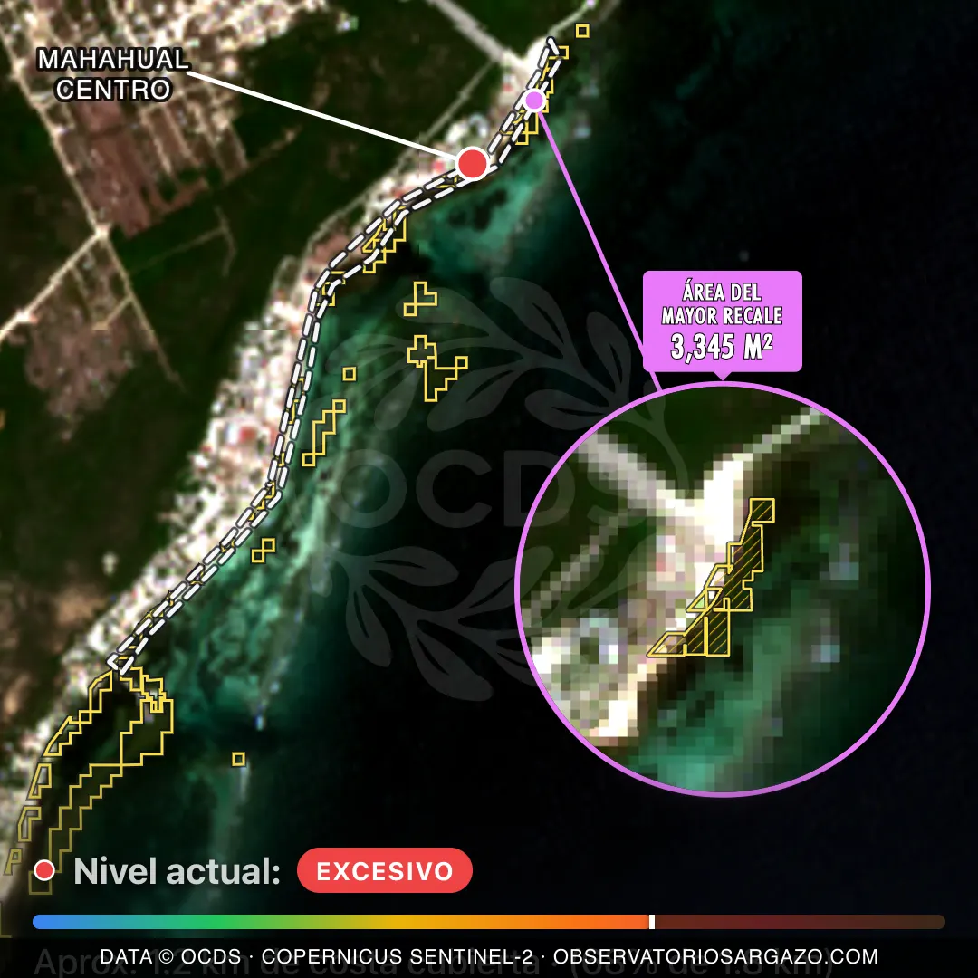 Satellite image of sargassum at Mahahual Centro beach, Mahahual — critical sargassum, September 12, 2026