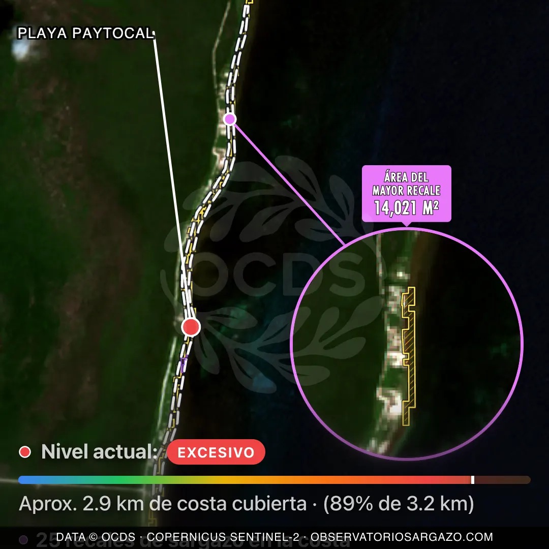 Imagem de satélite do sargaço na praia Playa Paytocal, Mahahual — sargaço crítico, 12 de setembro de 2026