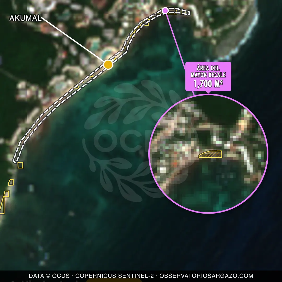 Immagine satellitare del sargasso sulla spiaggia Akumal, Akumal — sargasso moderato, 12 ottobre 2026