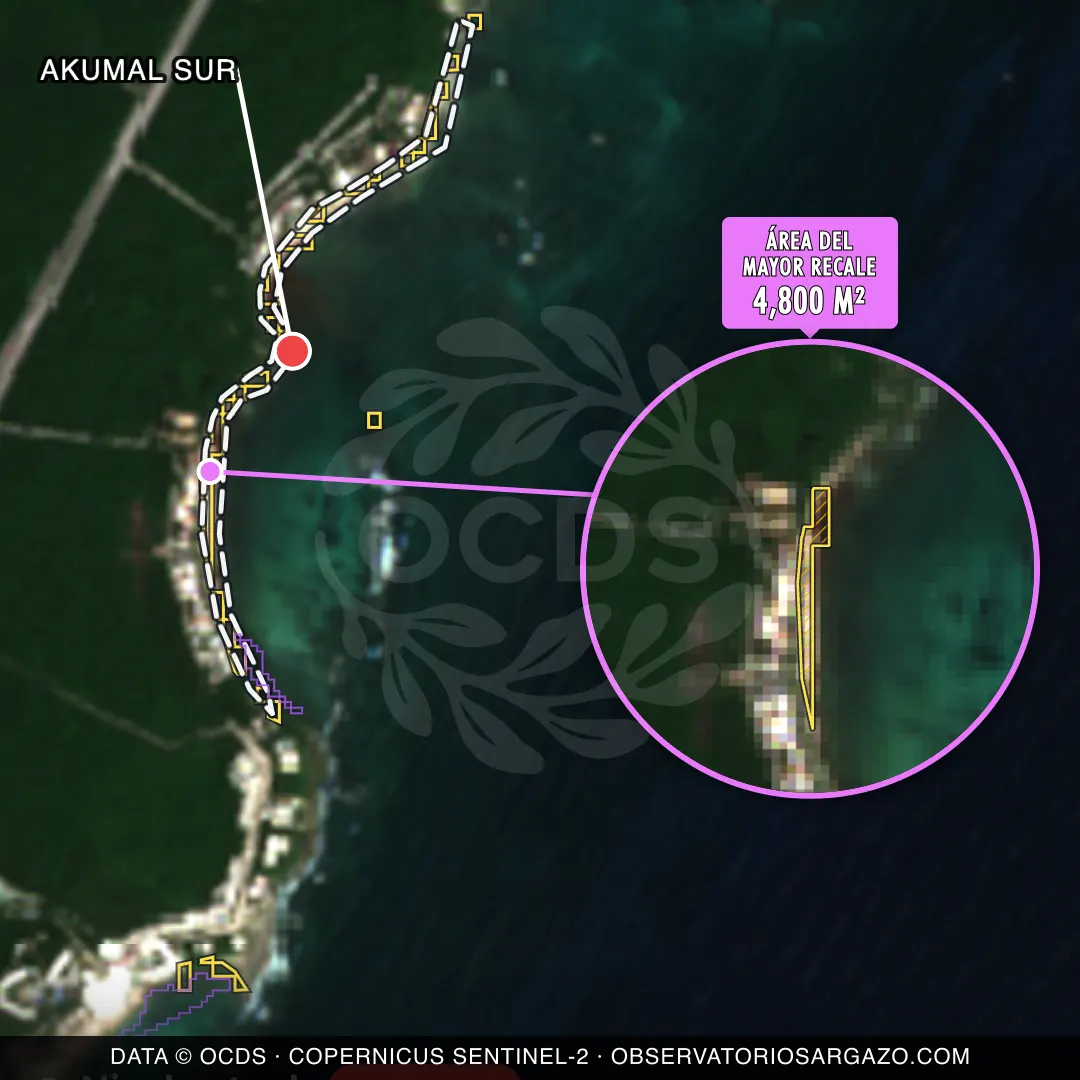 Image satellite des sargasses sur la plage Akumal Sur, Akumal — sargasses excessives, 12 octobre 2026