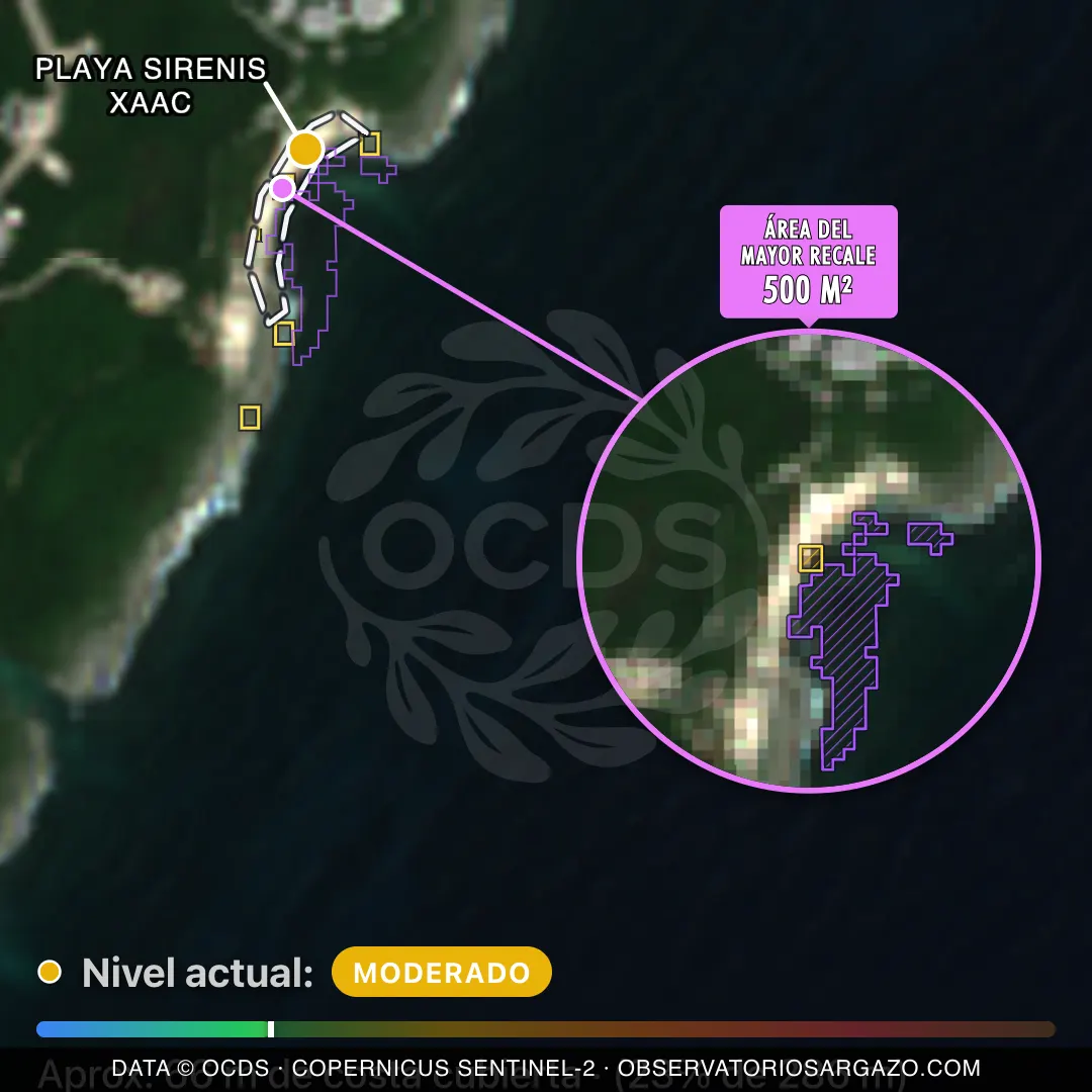 Image satellite des sargasses sur la plage Playa Sirenis Xaac, Akumal — sargasses modérées, 12 octobre 2026