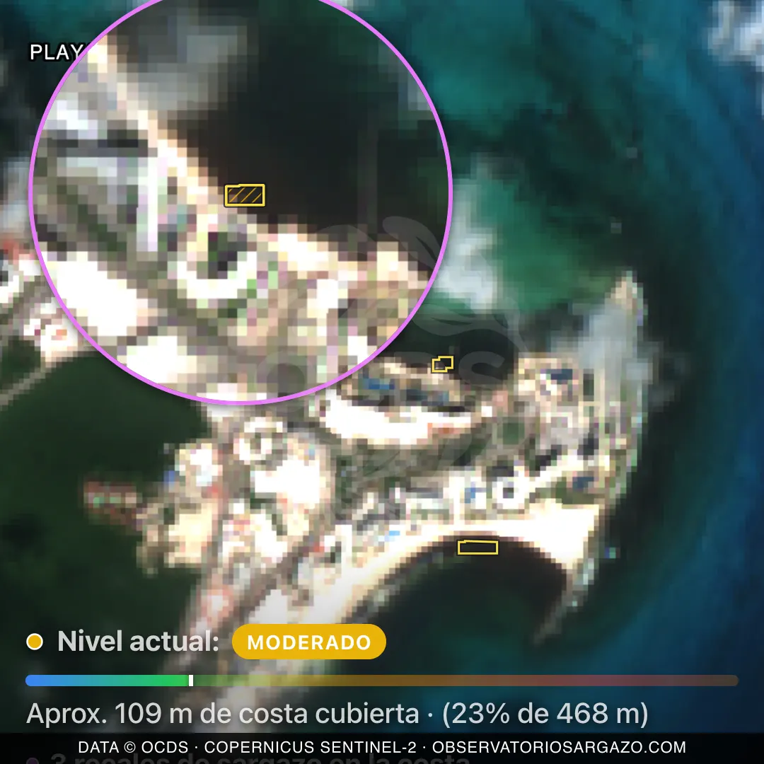 Immagine satellitare del sargasso sulla spiaggia Playa Caracol, Cancún — sargasso moderato, 12 ottobre 2026