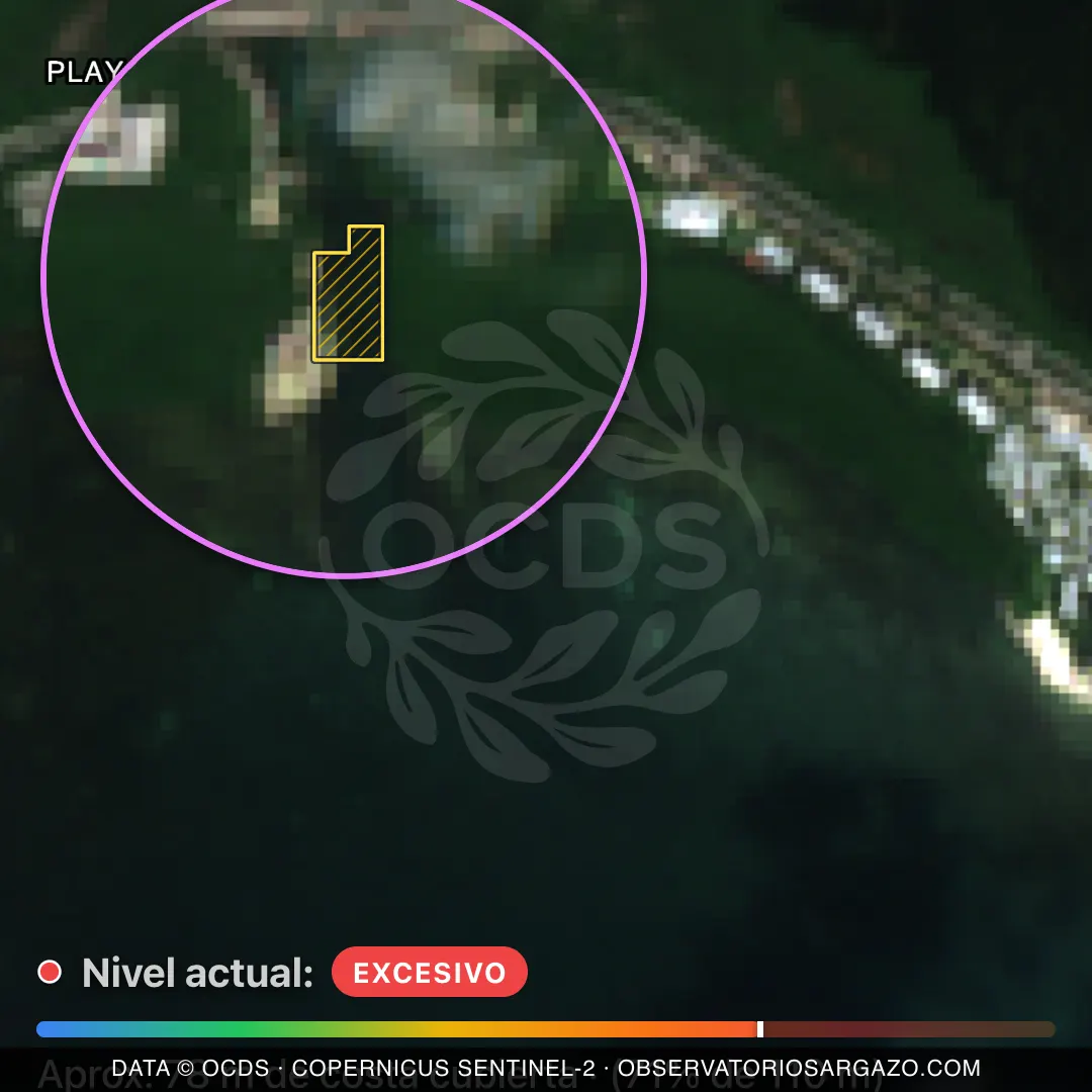 Image satellite des sargasses sur la plage Playa Coral I, Cancún — sargasses excessives, 12 octobre 2026