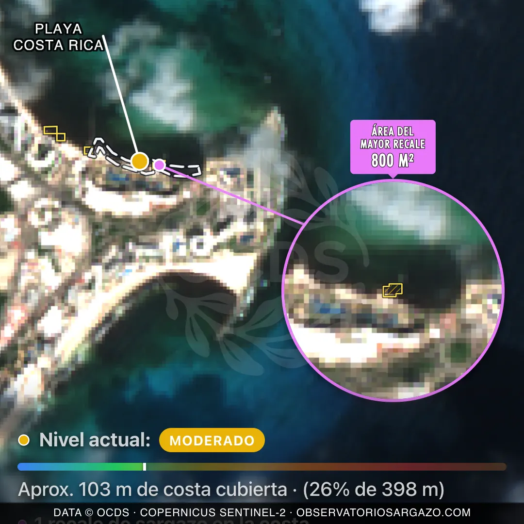 Immagine satellitare del sargasso sulla spiaggia Playa Costa Rica, Cancún — sargasso moderato, 12 ottobre 2026