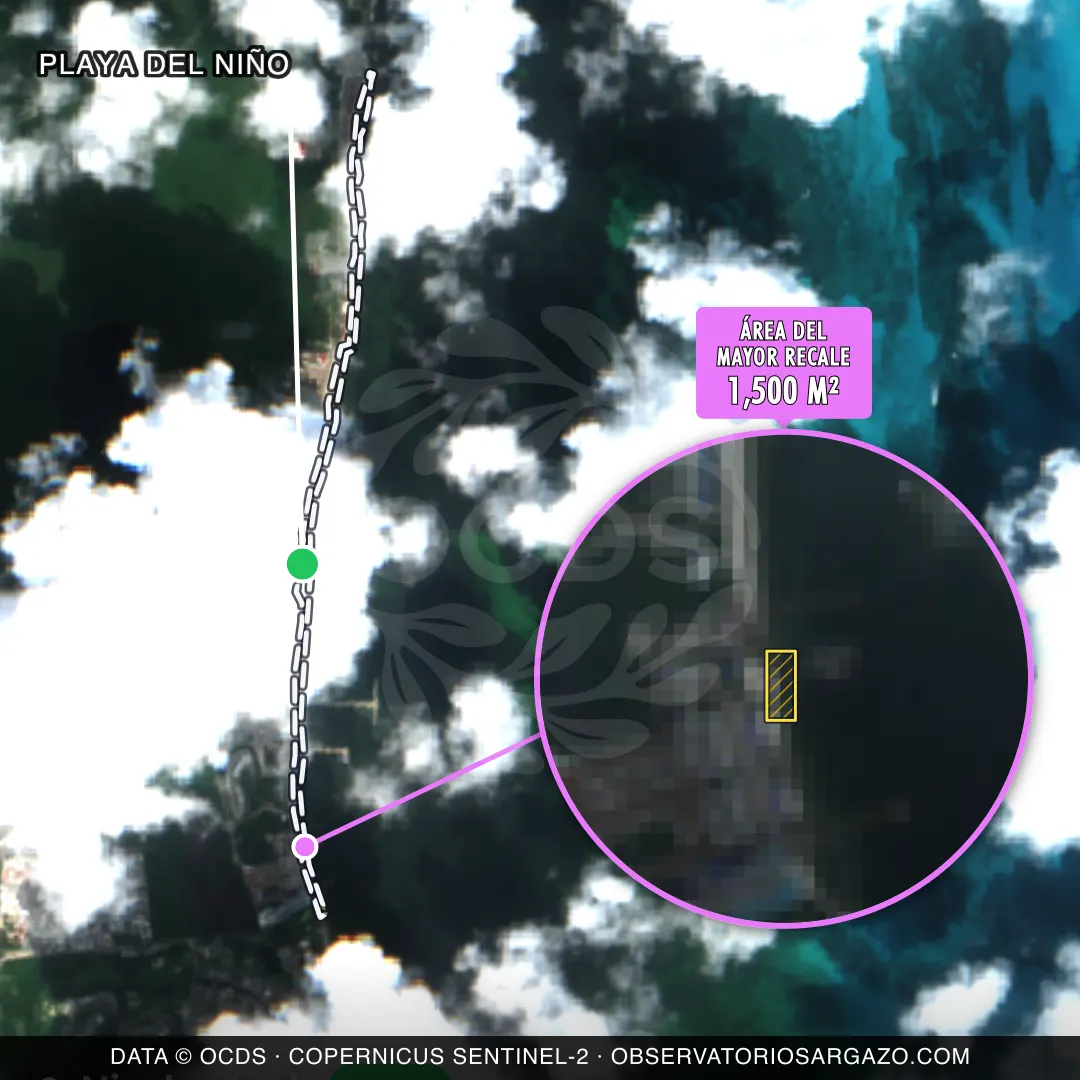 Image satellite des sargasses sur la plage Playa Del Niño, Cancún — peu de sargasses, 12 octobre 2026