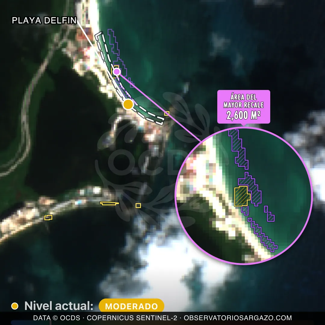 Image satellite des sargasses sur la plage Playa Delfin, Cancún — sargasses modérées, 12 octobre 2026