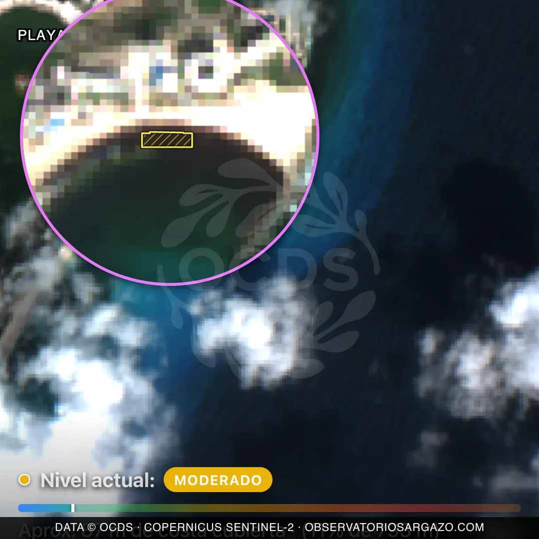 Immagine satellitare del sargasso sulla spiaggia Playa Gaviota Azul, Cancún — sargasso moderato, 12 ottobre 2026