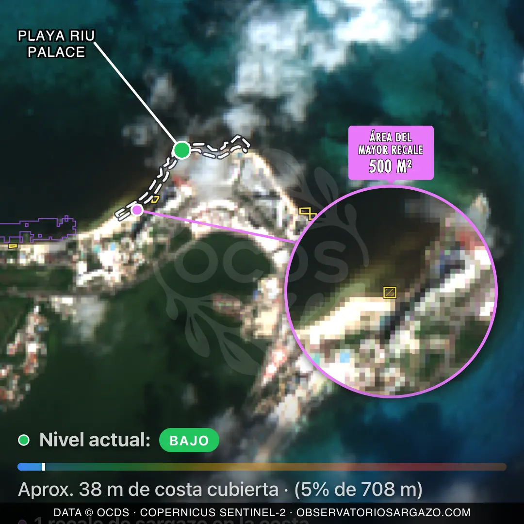 Image satellite des sargasses sur la plage Playa Riu Palace, Cancún — peu de sargasses, 12 octobre 2026