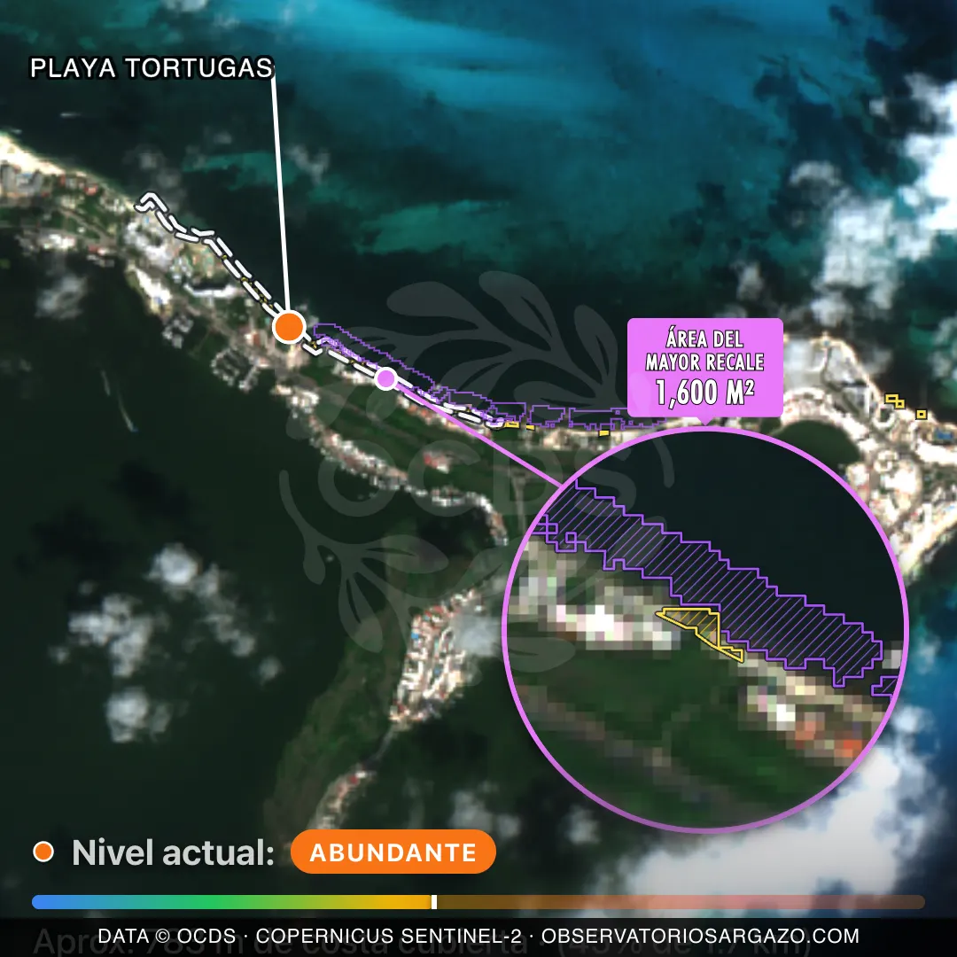 Immagine satellitare del sargasso sulla spiaggia Playa Tortugas, Cancún — sargasso abbondante, 12 ottobre 2026