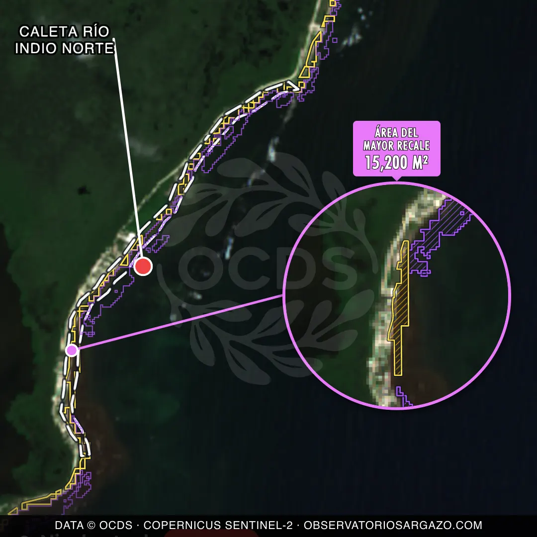 Immagine satellitare del sargasso sulla spiaggia Caleta Río Indio Norte, Costa Maya — marea marrone, 12 ottobre 2026
