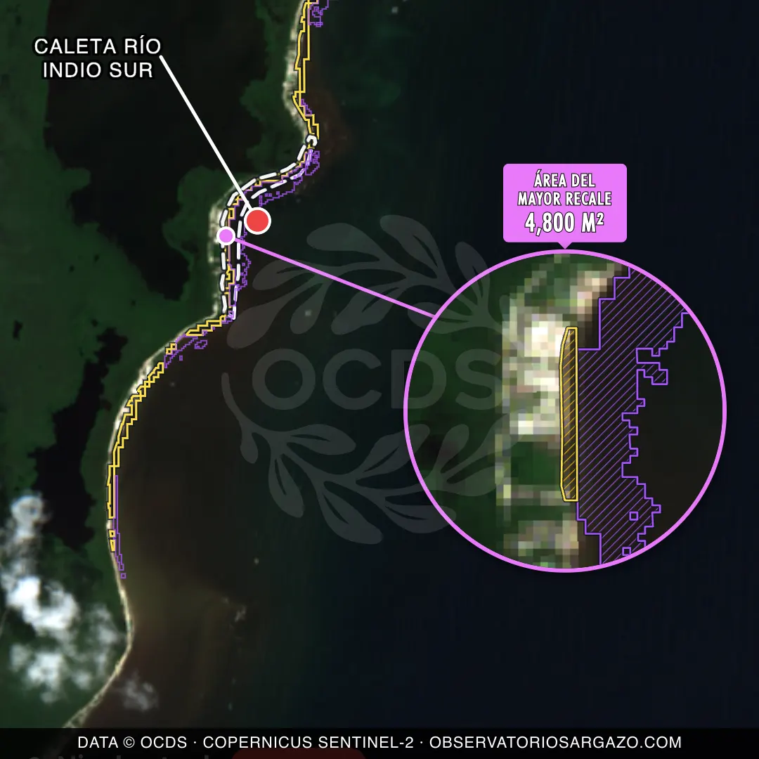 Image satellite des sargasses sur la plage Caleta Río Indio Sur, Costa Maya — marée brune, 12 octobre 2026