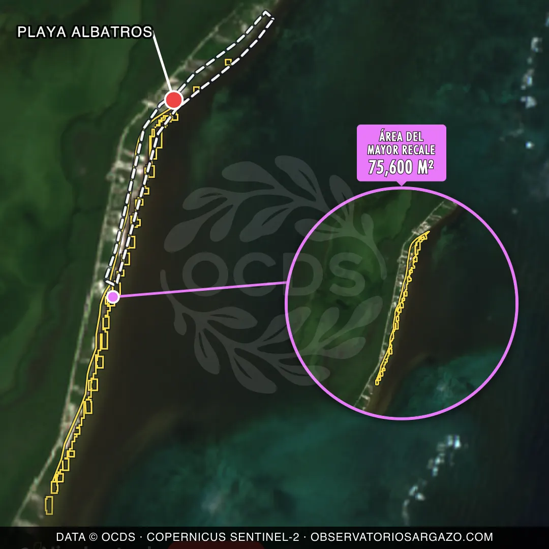 Immagine satellitare del sargasso sulla spiaggia Playa Albatros, Costa Maya — sargasso eccessivo, 12 ottobre 2026