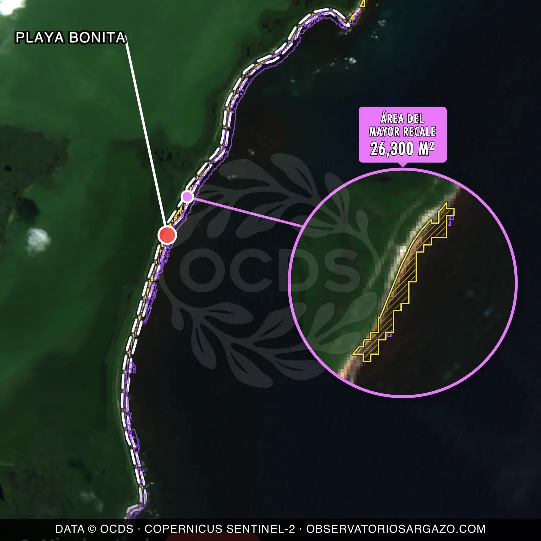 Immagine satellitare del sargasso sulla spiaggia Playa Bonita, Costa Maya — marea marrone, 12 ottobre 2026