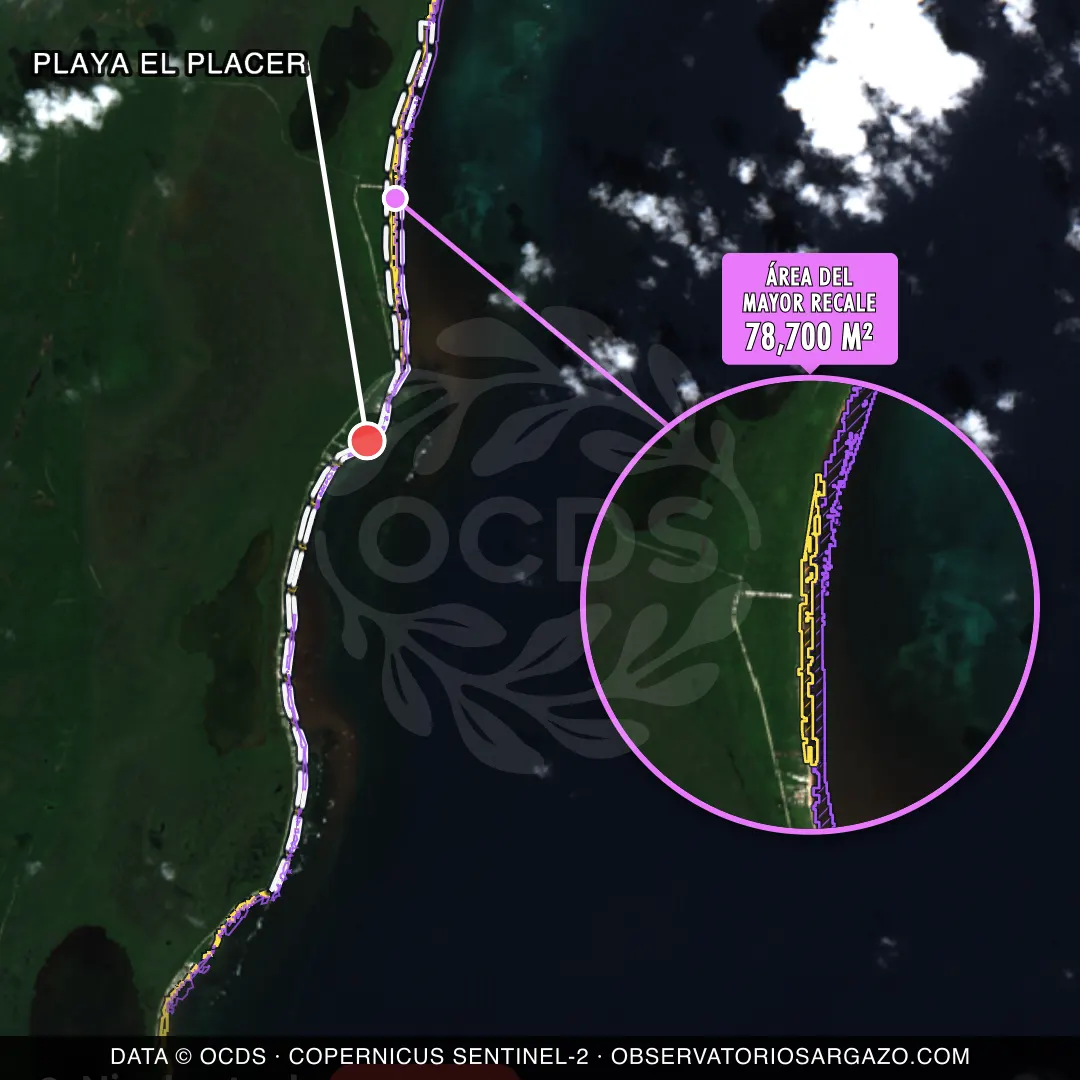 Immagine satellitare del sargasso sulla spiaggia Playa El Placer, Costa Maya — marea marrone, 12 ottobre 2026