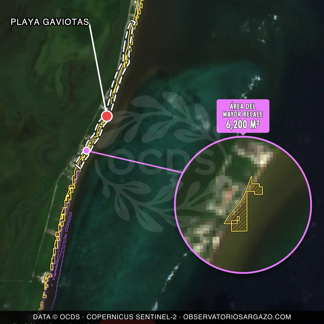 Immagine satellitare del sargasso sulla spiaggia Playa Gaviotas, Costa Maya — sargasso eccessivo, 12 ottobre 2026