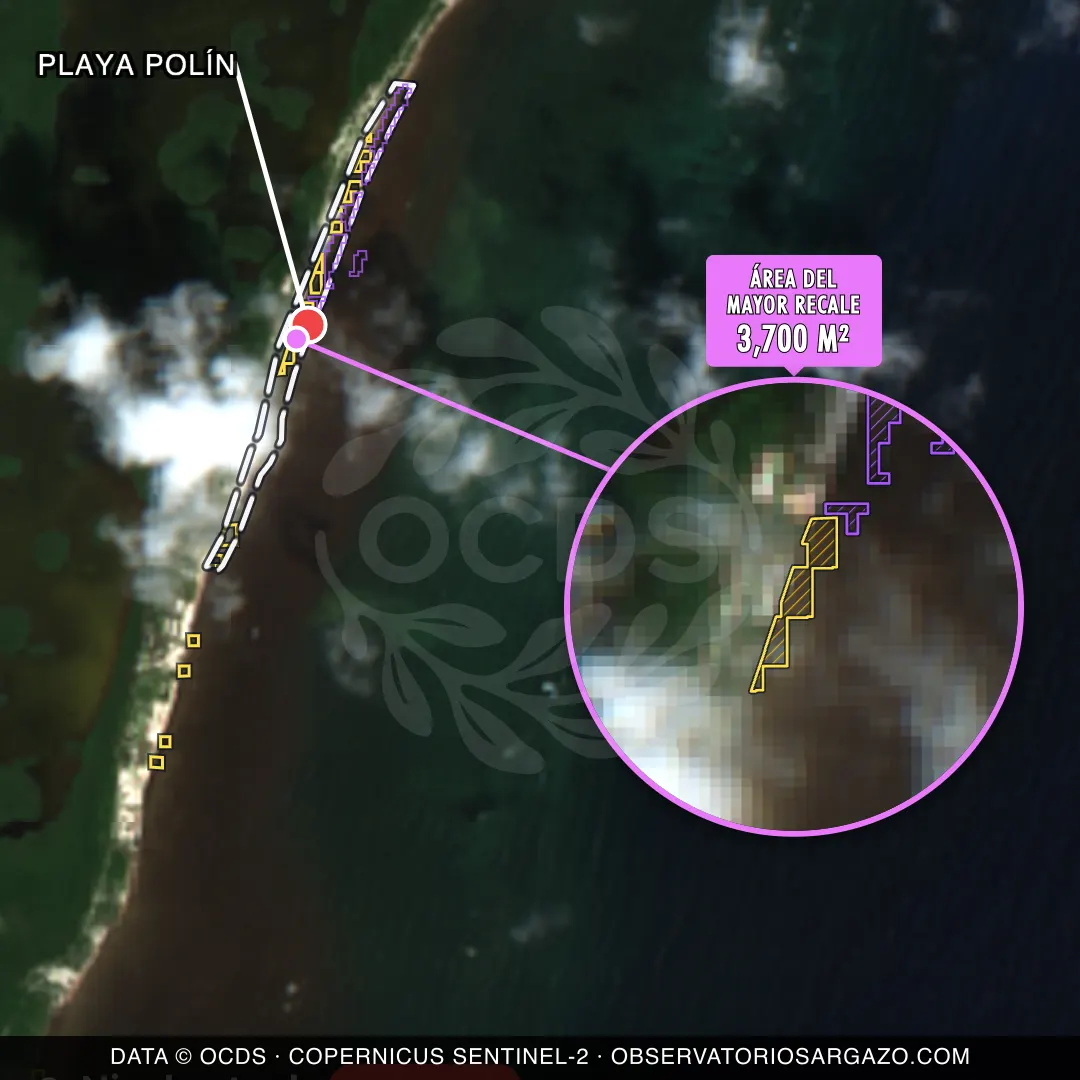 Image satellite des sargasses sur la plage Playa Polín, Costa Maya — marée brune, 12 octobre 2026