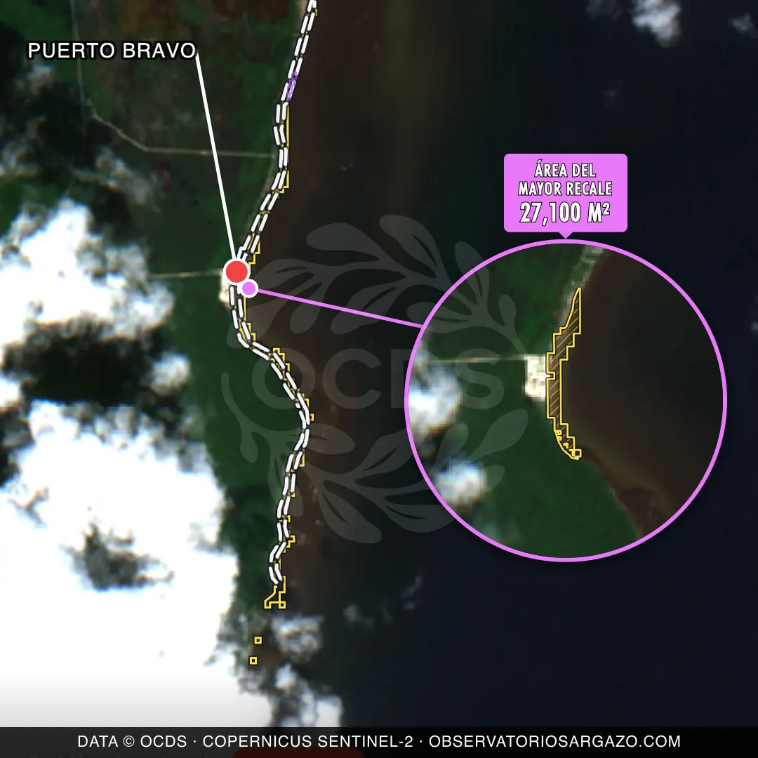Image satellite des sargasses sur la plage Puerto Bravo, Costa Maya — sargasses excessives, 12 octobre 2026