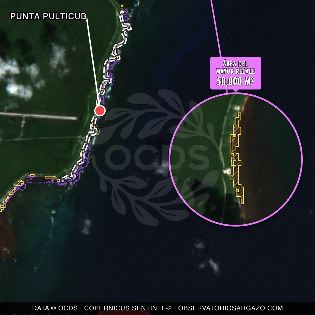 Image satellite des sargasses sur la plage Punta Pulticub, Costa Maya — sargasses excessives, 12 octobre 2026