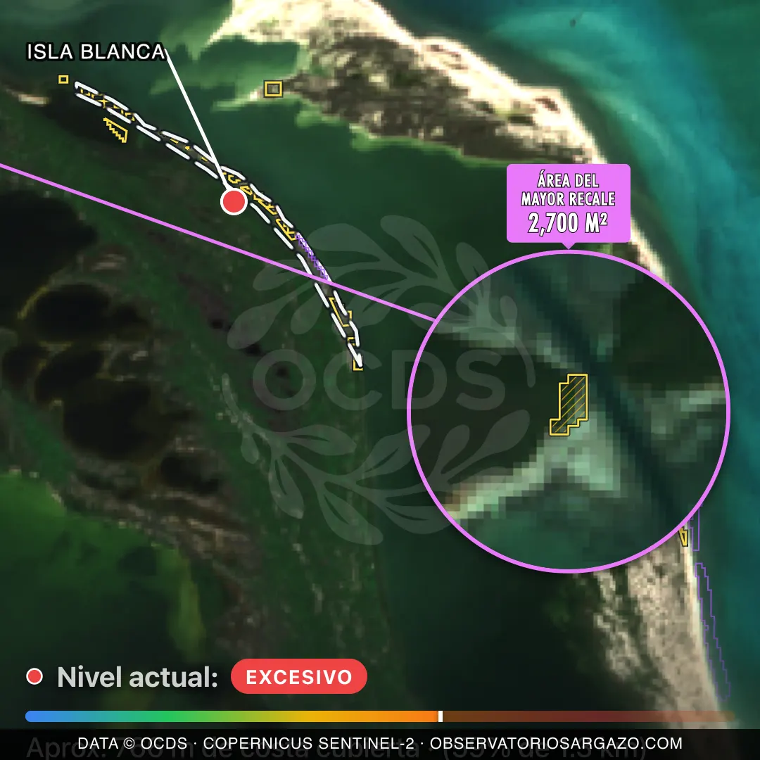 Image satellite des sargasses sur la plage Isla Blanca, Costa Mujeres — sargasses excessives, 12 octobre 2026