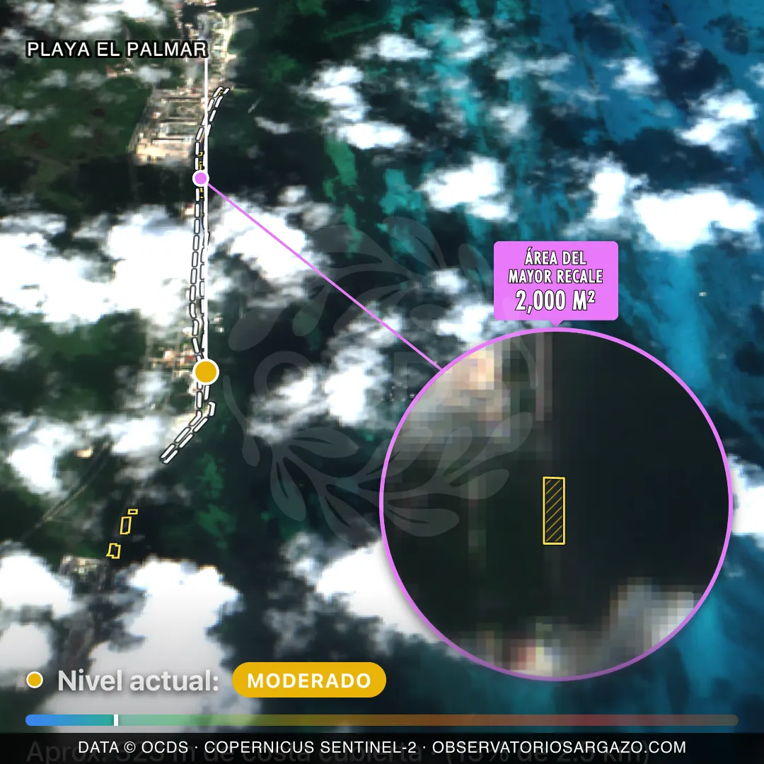 Immagine satellitare del sargasso sulla spiaggia Playa el Palmar, Costa Mujeres — sargasso moderato, 12 ottobre 2026