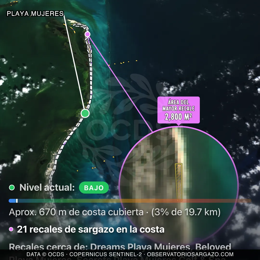 Immagine satellitare del sargasso sulla spiaggia Playa Mujeres, Costa Mujeres — sargasso scarso, 12 ottobre 2026