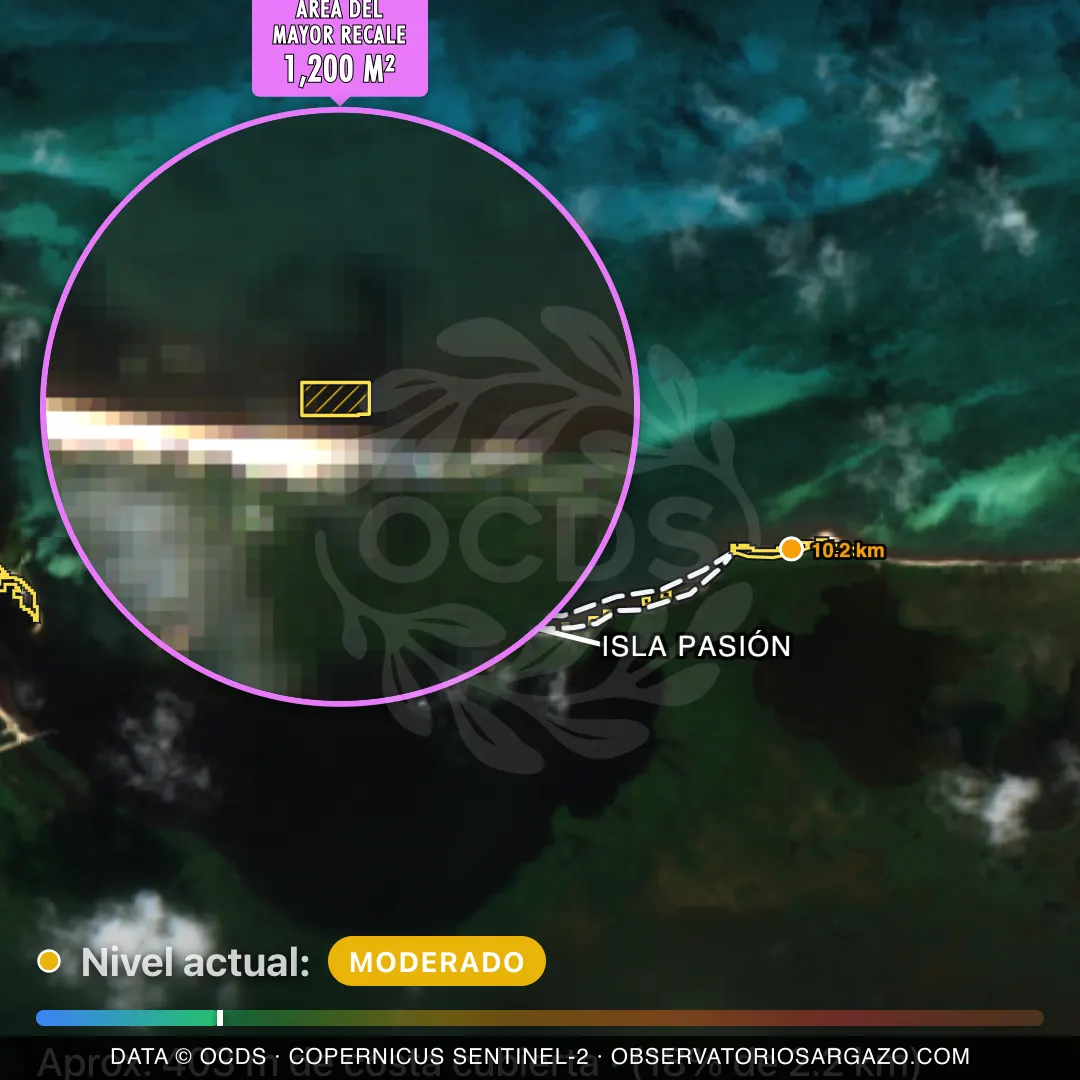 Image satellite des sargasses sur la plage Isla Pasión, Cozumel — sargasses modérées, 12 octobre 2026