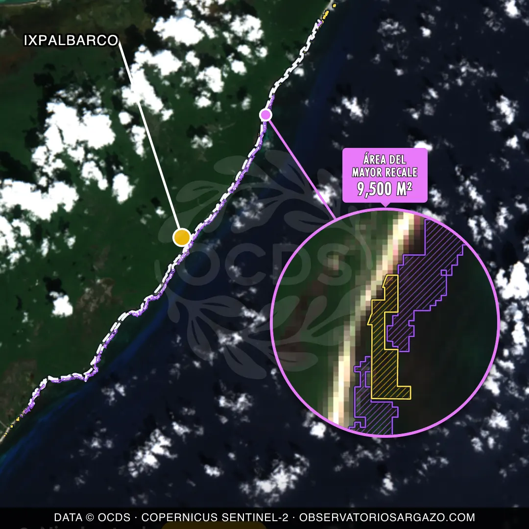 Immagine satellitare del sargasso sulla spiaggia Ixpalbarco, Cozumel — sargasso moderato, 12 ottobre 2026