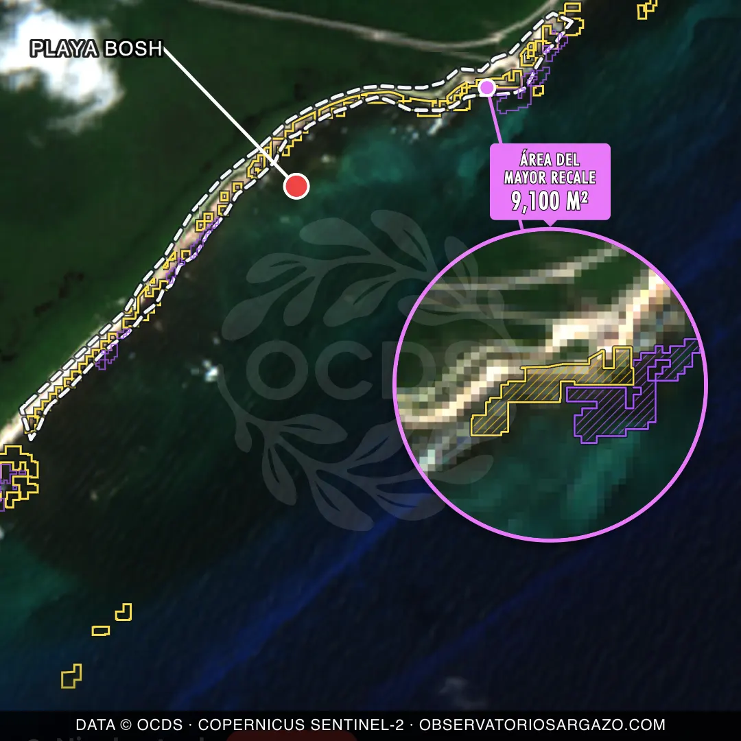 Image satellite des sargasses sur la plage Playa Bosh, Cozumel — sargasses excessives, 12 octobre 2026