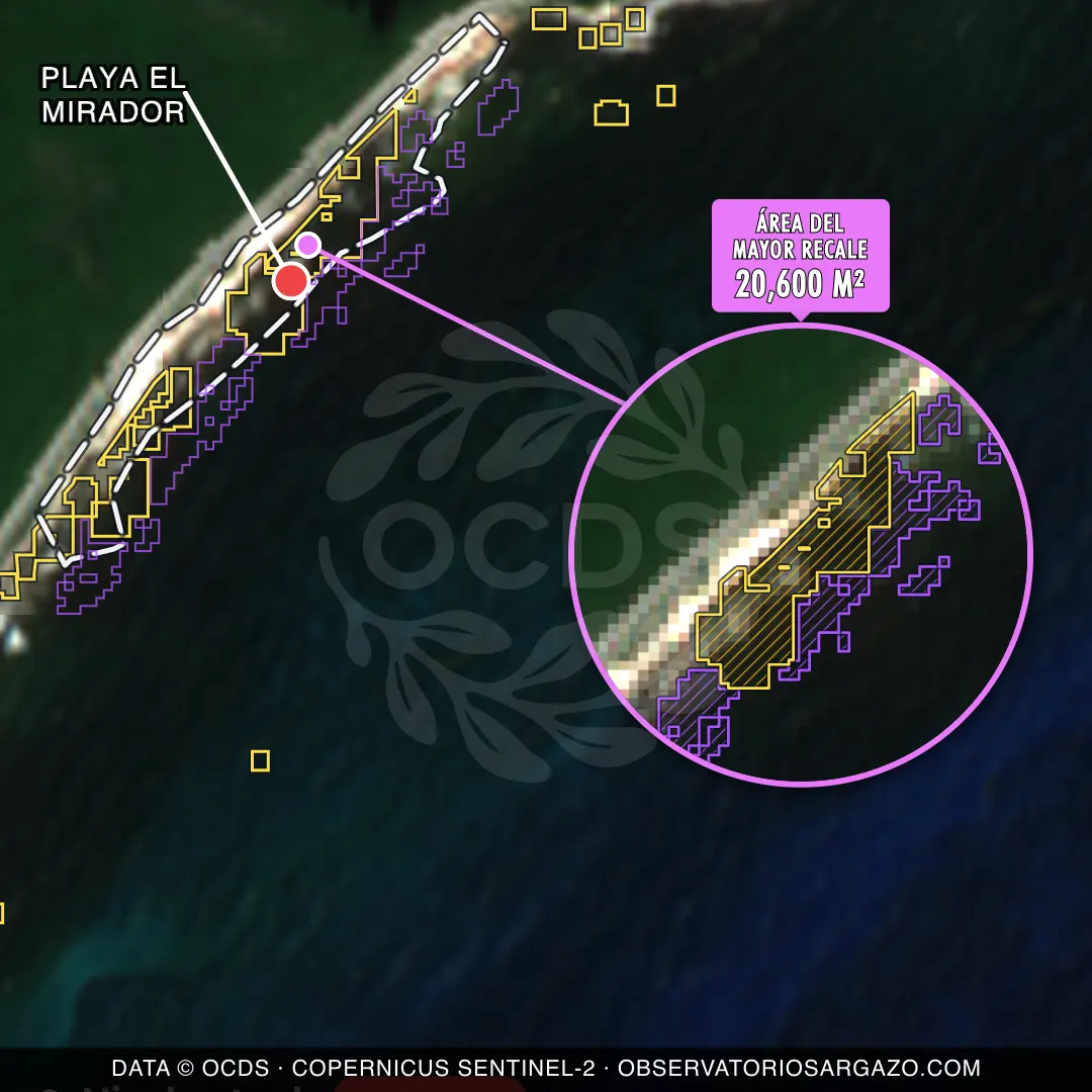 Immagine satellitare del sargasso sulla spiaggia Playa el Mirador, Cozumel — sargasso eccessivo, 12 ottobre 2026