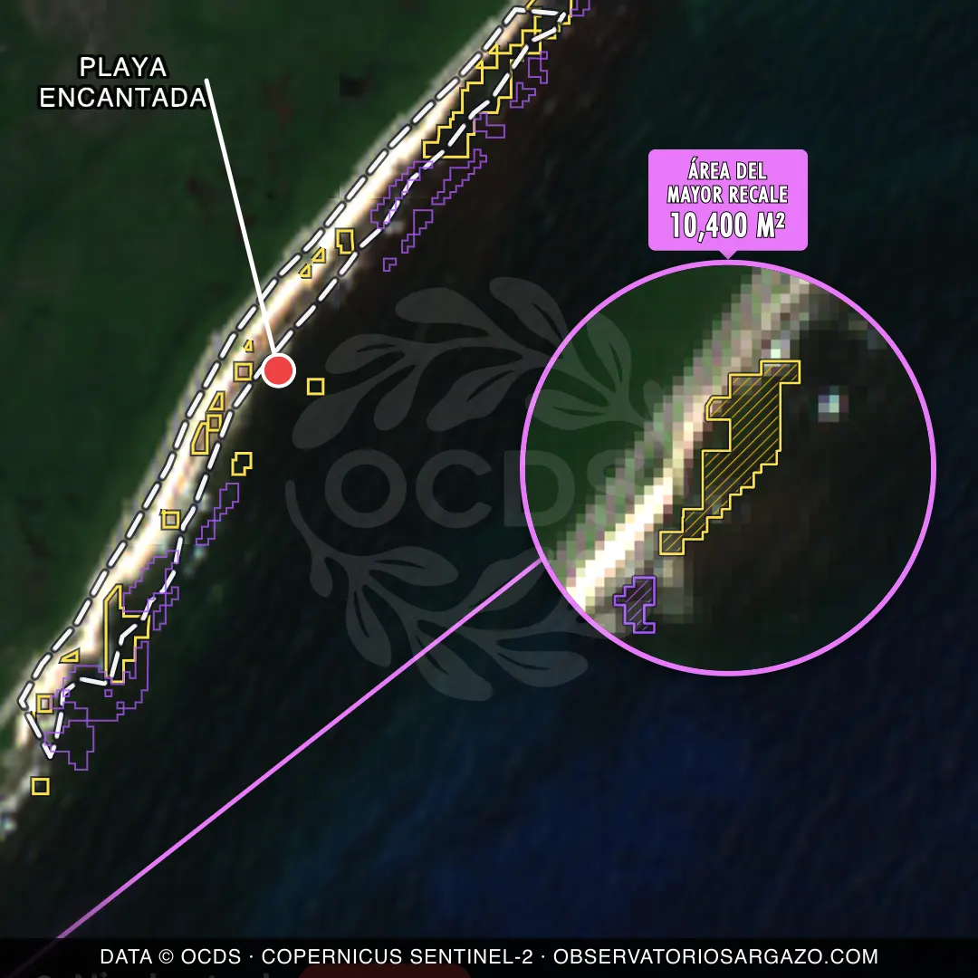 Image satellite des sargasses sur la plage Playa Encantada, Cozumel — sargasses excessives, 12 octobre 2026