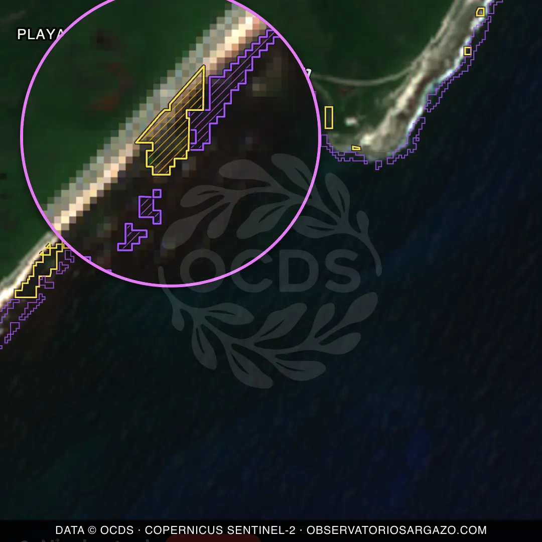 Image satellite des sargasses sur la plage Playa La Bonita, Cozumel — sargasses excessives, 12 octobre 2026