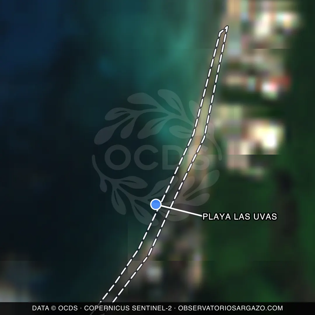 Immagine satellitare del sargasso sulla spiaggia Playa Las Uvas, Cozumel — senza sargasso, 12 ottobre 2026