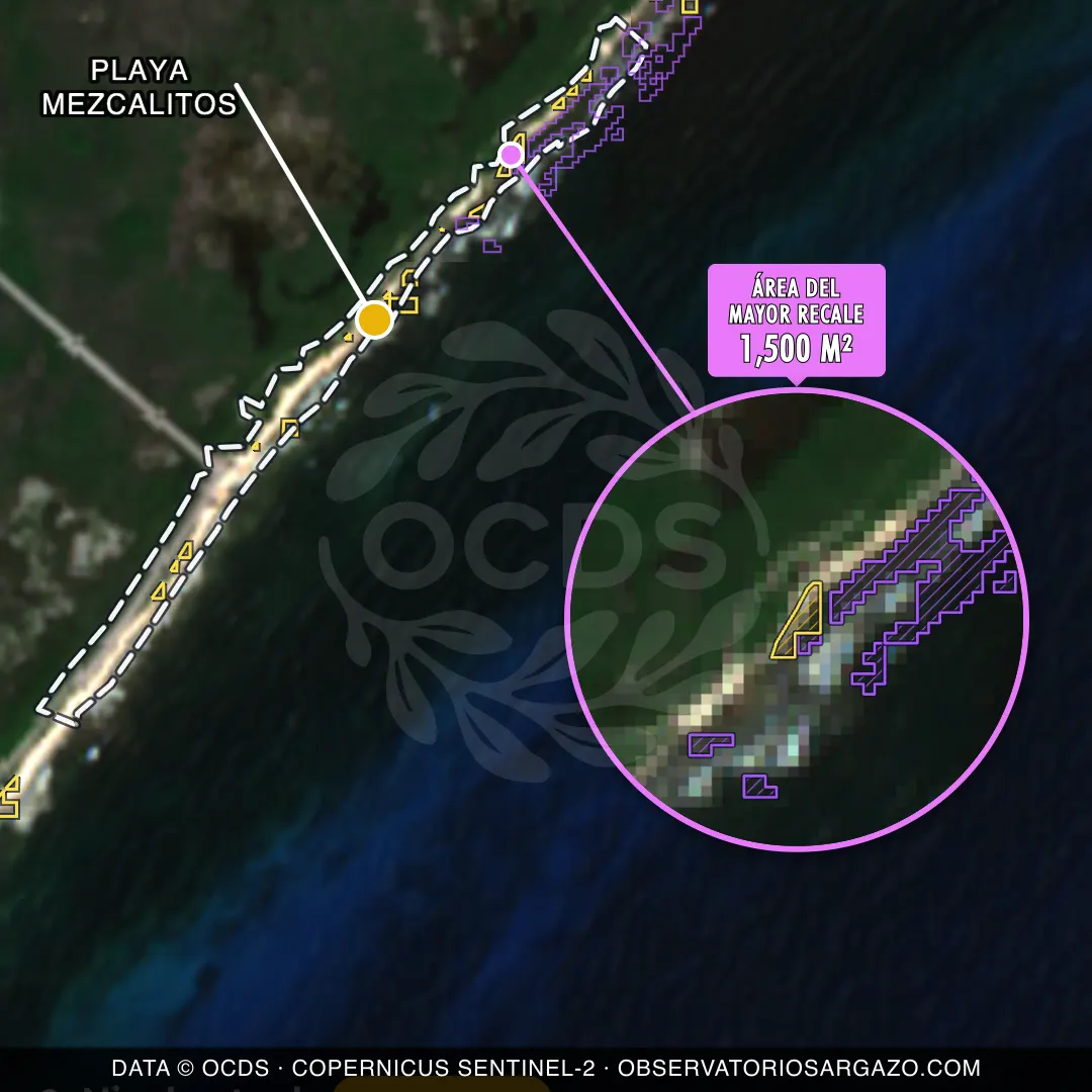 Immagine satellitare del sargasso sulla spiaggia Playa Mezcalitos, Cozumel — sargasso moderato, 12 ottobre 2026