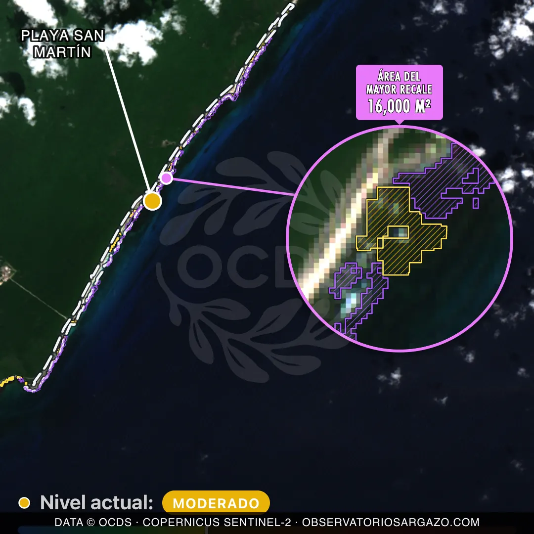 Immagine satellitare del sargasso sulla spiaggia Playa San Martín, Cozumel — sargasso moderato, 12 ottobre 2026