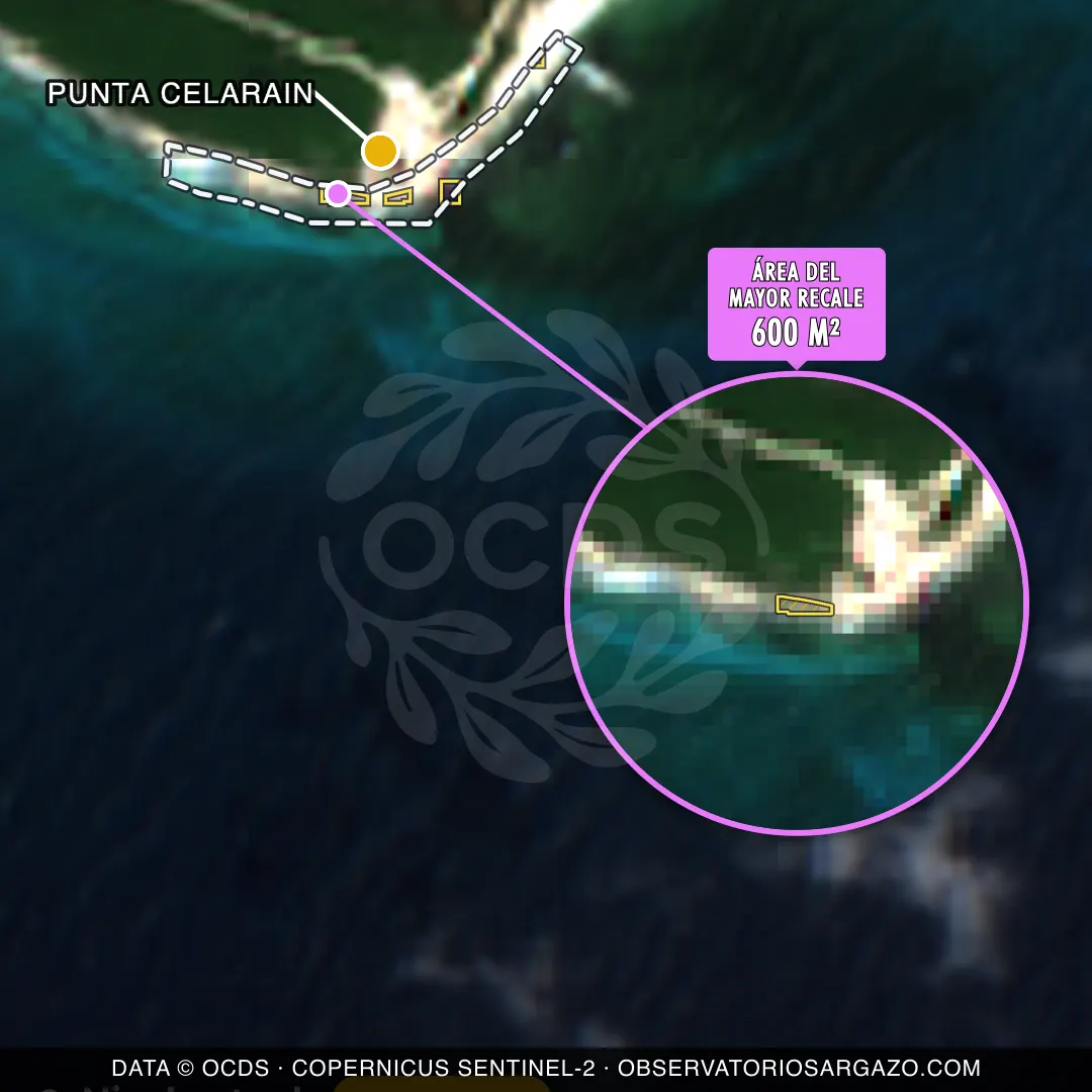 Immagine satellitare del sargasso sulla spiaggia Punta Celarain, Cozumel — sargasso moderato, 12 ottobre 2026
