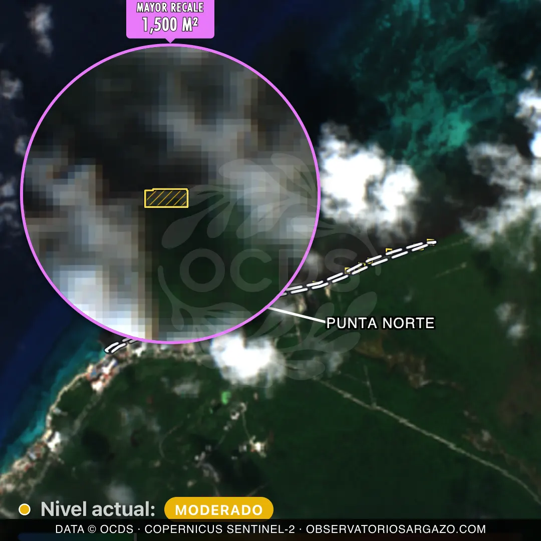 Immagine satellitare del sargasso sulla spiaggia Punta Norte, Cozumel — sargasso moderato, 12 ottobre 2026