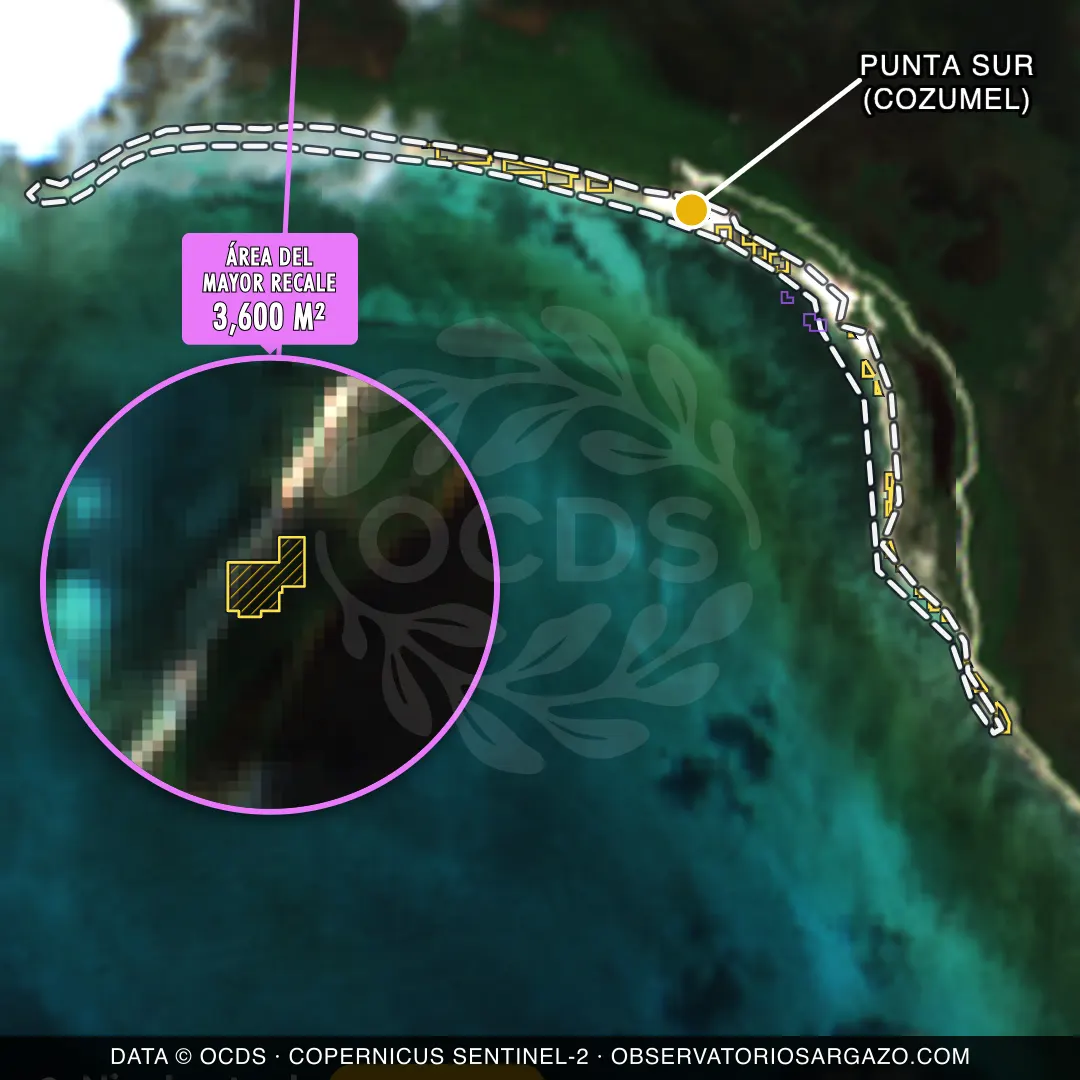 Immagine satellitare del sargasso sulla spiaggia Punta Sur (Cozumel), Cozumel — sargasso moderato, 12 ottobre 2026