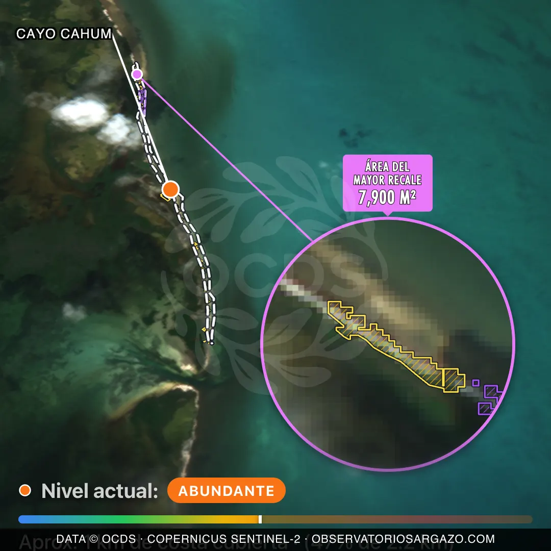 Immagine satellitare del sargasso sulla spiaggia Cayo Cahum, Holbox — sargasso abbondante, 12 ottobre 2026