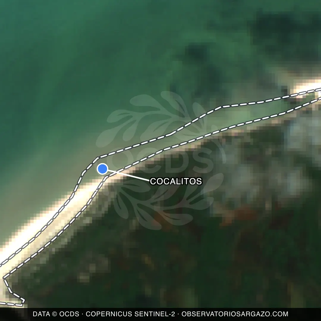 Immagine satellitare del sargasso sulla spiaggia Cocalitos, Holbox — senza sargasso, 12 ottobre 2026