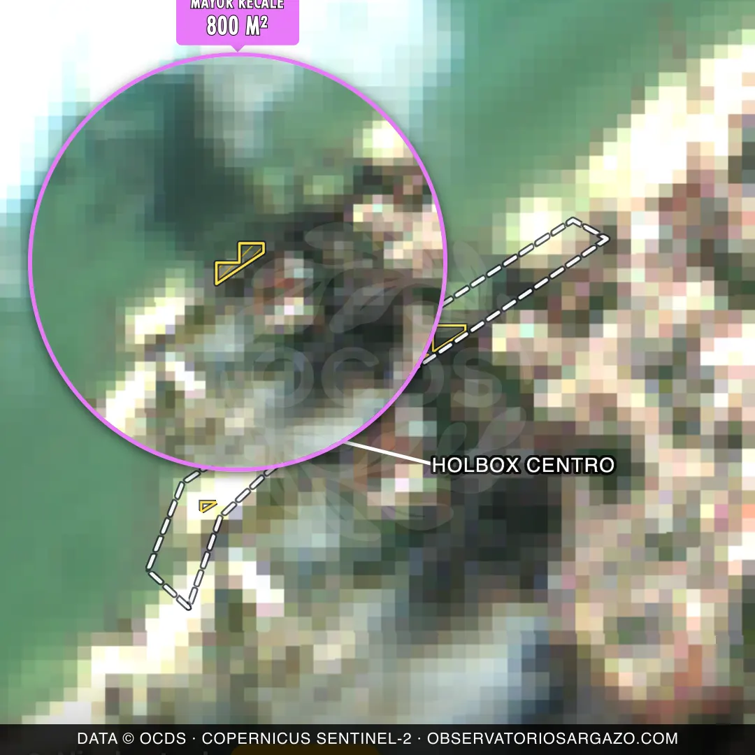 Immagine satellitare del sargasso sulla spiaggia Holbox Centro, Holbox — sargasso moderato, 12 ottobre 2026