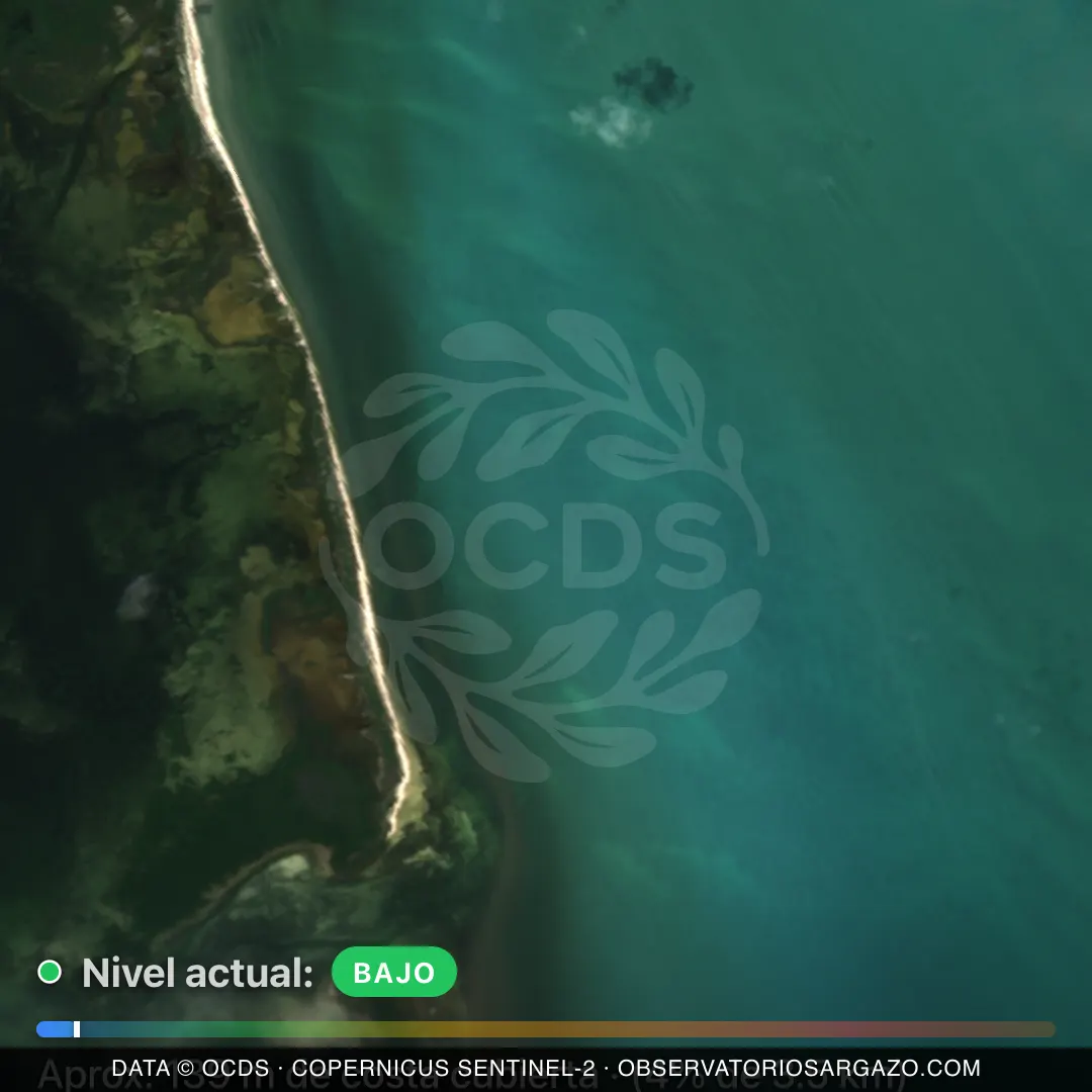 Immagine satellitare del sargasso sulla spiaggia Isla Cabo Cantoche, Holbox — sargasso scarso, 12 ottobre 2026