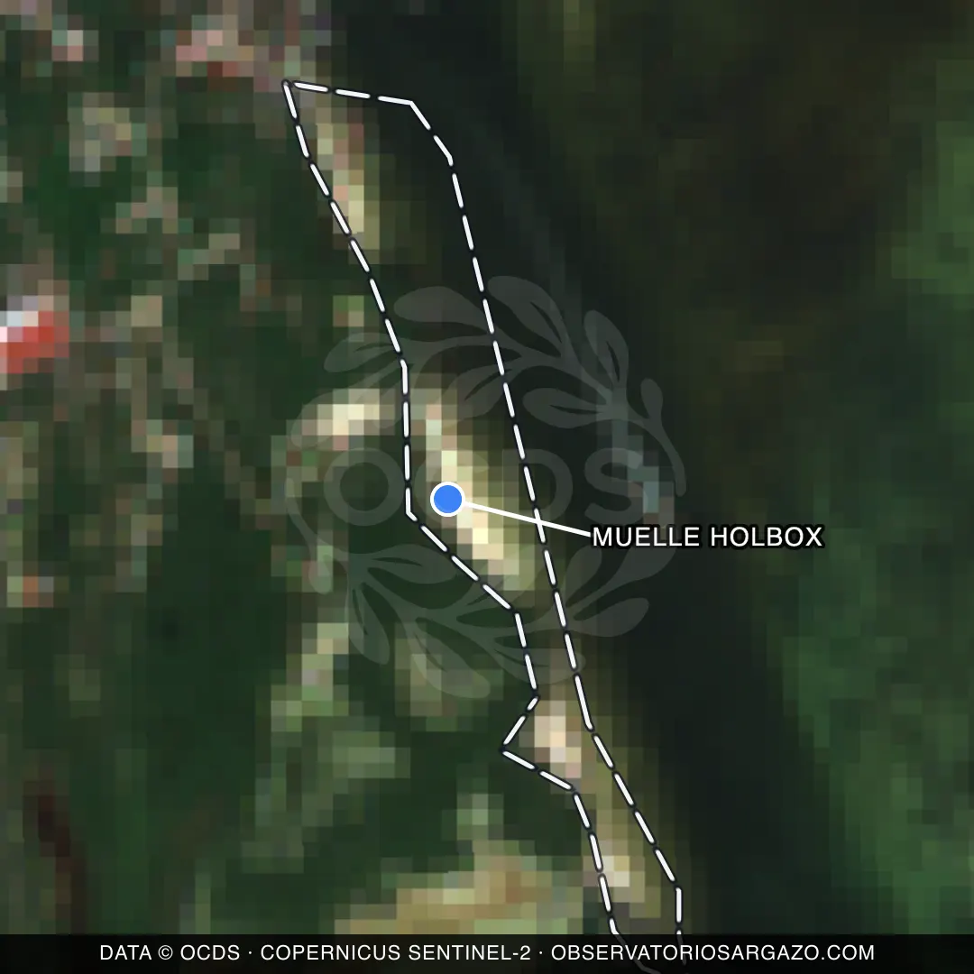 Immagine satellitare del sargasso sulla spiaggia Muelle Holbox, Holbox — senza sargasso, 12 ottobre 2026
