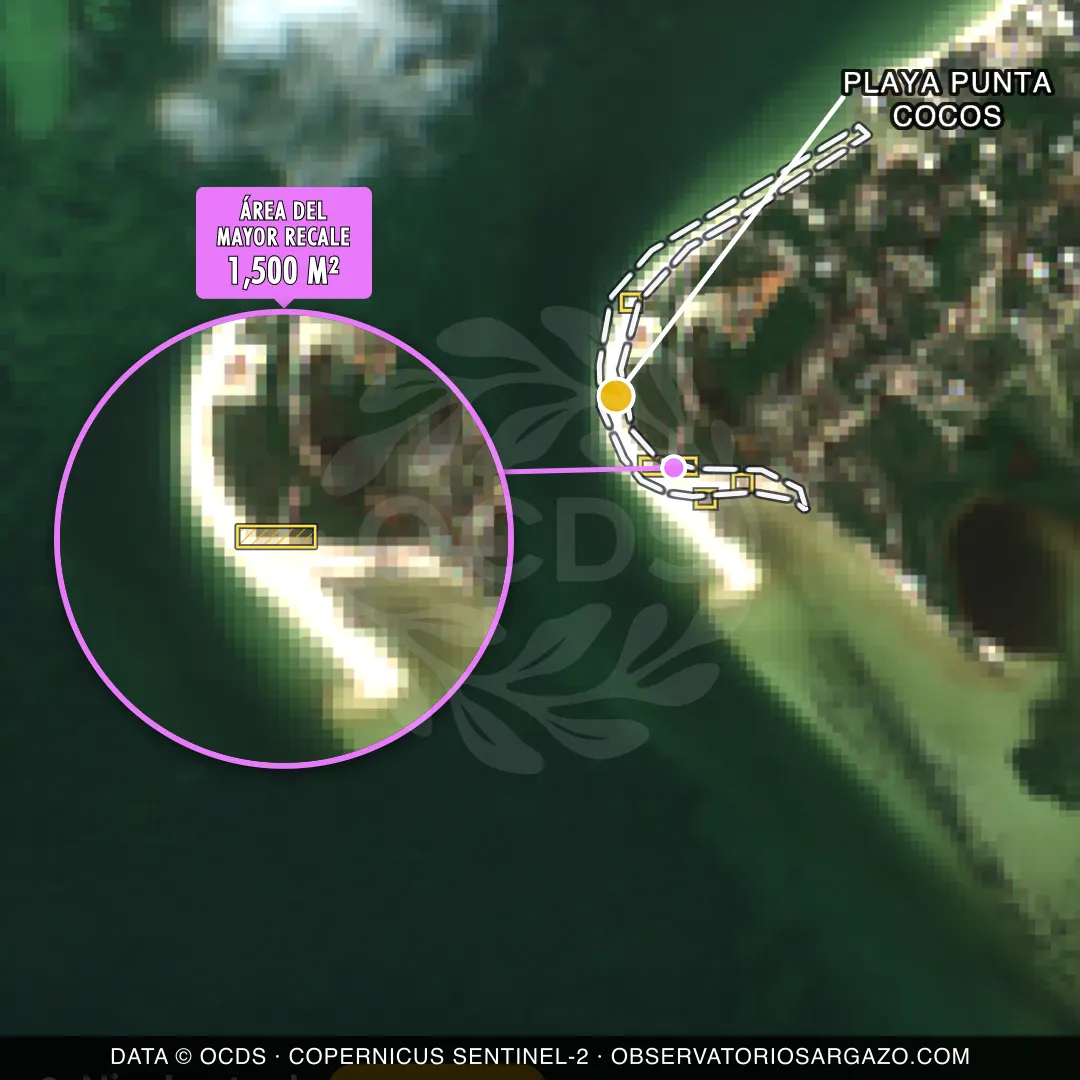 Image satellite des sargasses sur la plage Playa Punta Cocos, Holbox — sargasses modérées, 12 octobre 2026