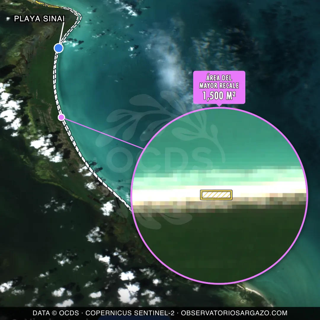 Immagine satellitare del sargasso sulla spiaggia Playa Sinai, Holbox — senza sargasso, 12 ottobre 2026