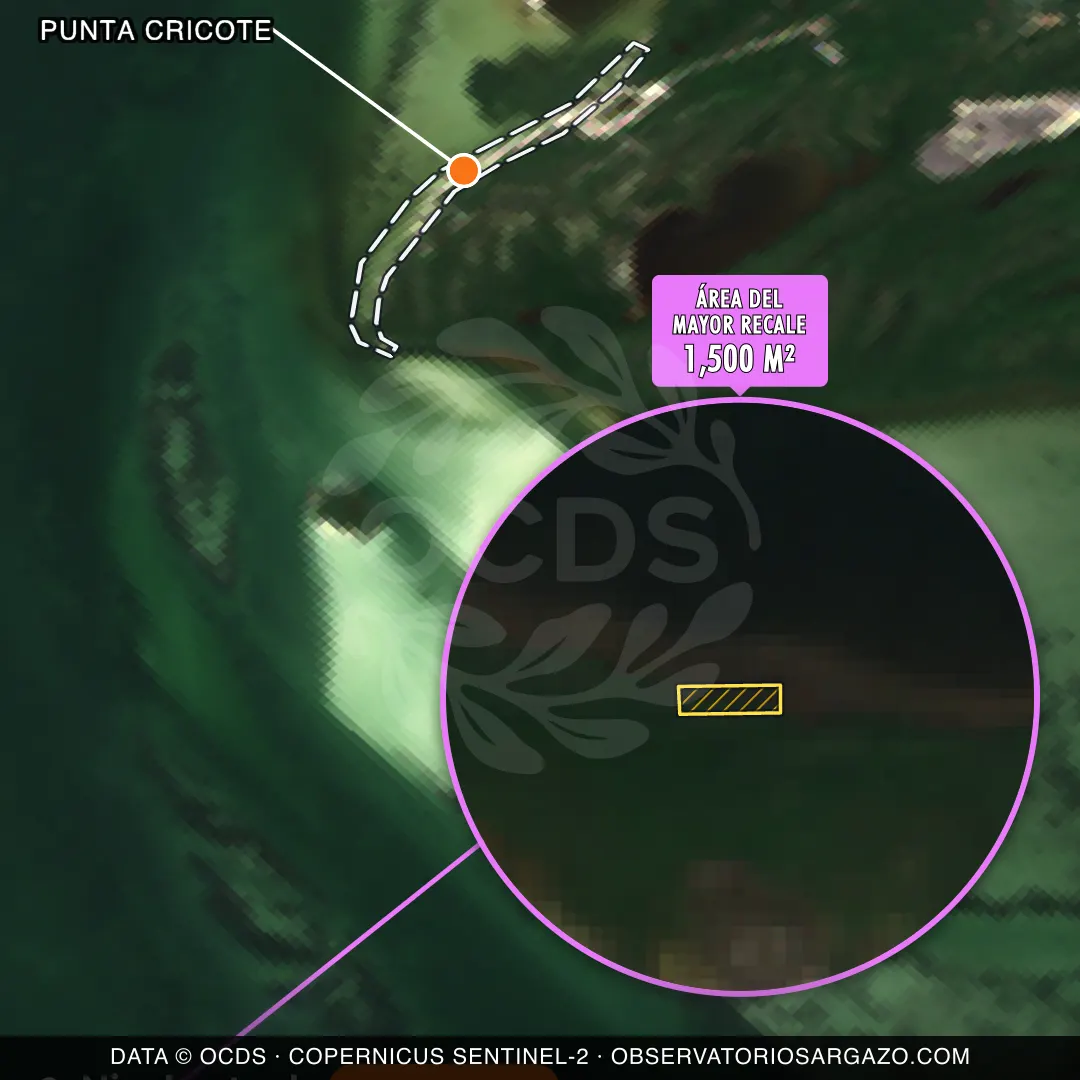 Immagine satellitare del sargasso sulla spiaggia Punta Cricote, Holbox — sargasso abbondante, 12 ottobre 2026