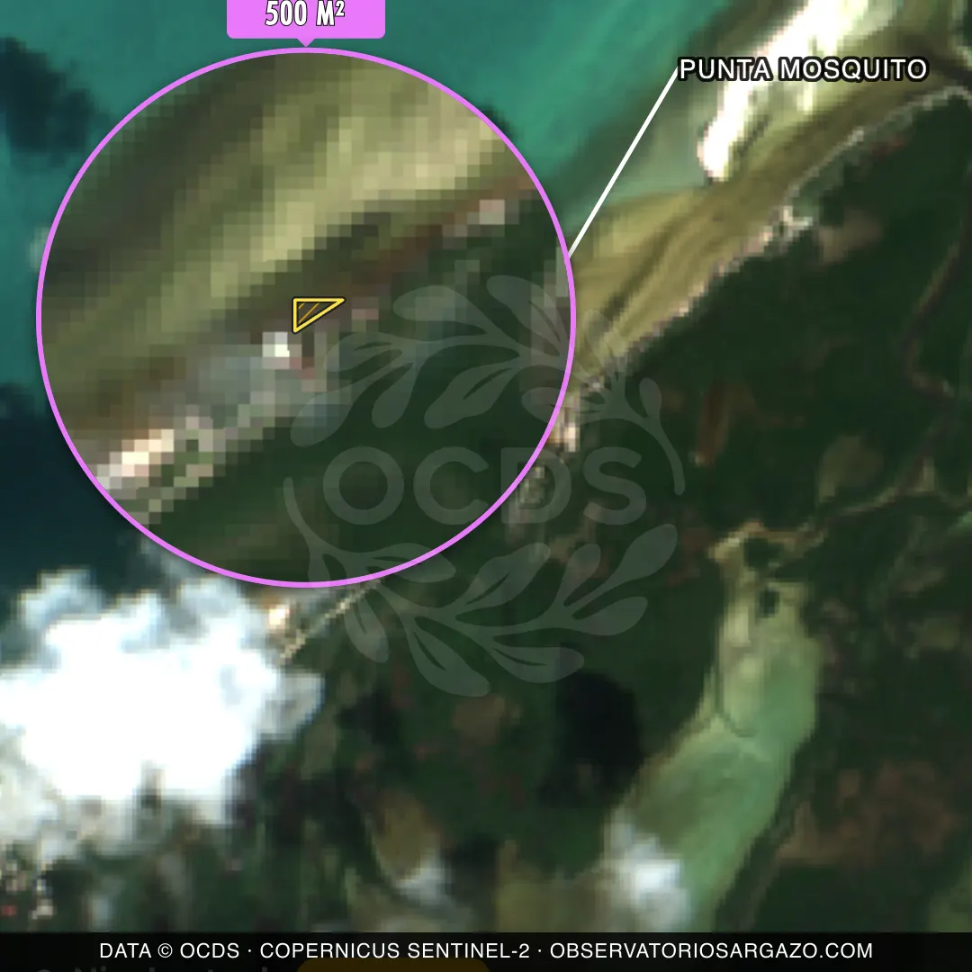 Image satellite des sargasses sur la plage Punta Mosquito, Holbox — sargasses modérées, 12 octobre 2026
