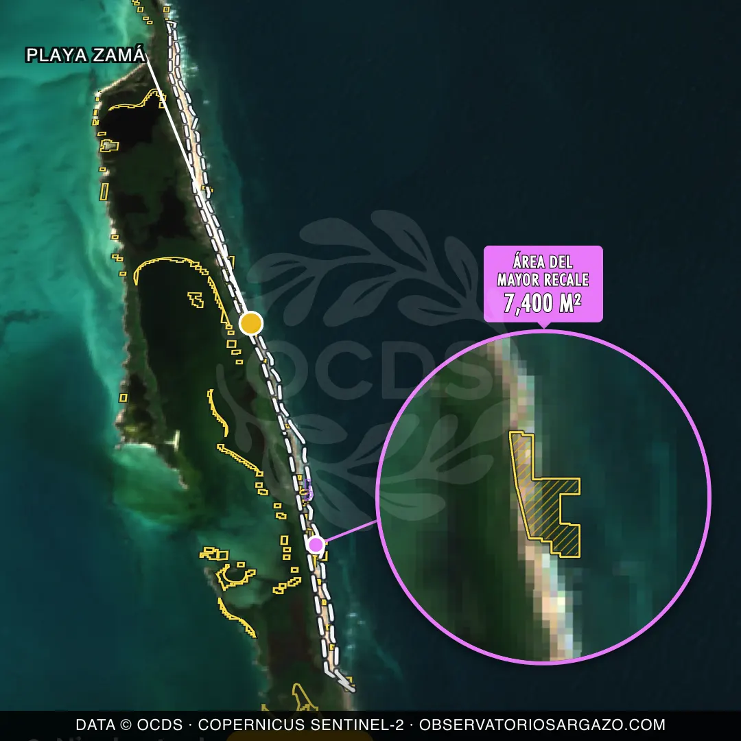 Image satellite des sargasses sur la plage Playa Zamá, Isla Contoy — sargasses modérées, 12 octobre 2026