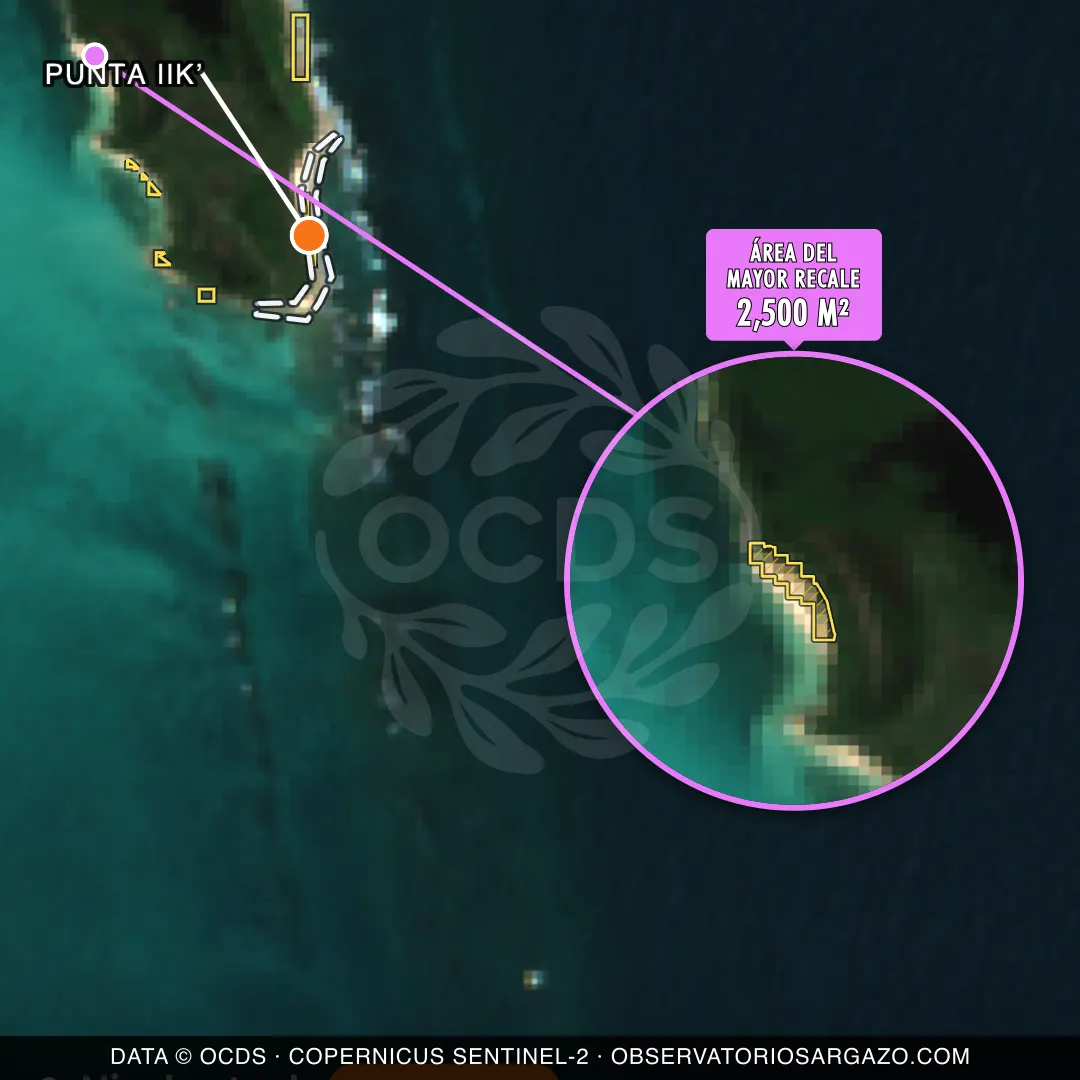 Immagine satellitare del sargasso sulla spiaggia Punta Iikʼ, Isla Contoy — sargasso abbondante, 12 ottobre 2026