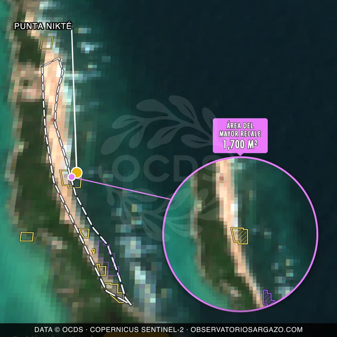 Immagine satellitare del sargasso sulla spiaggia Punta Nikté, Isla Contoy — sargasso moderato, 12 ottobre 2026