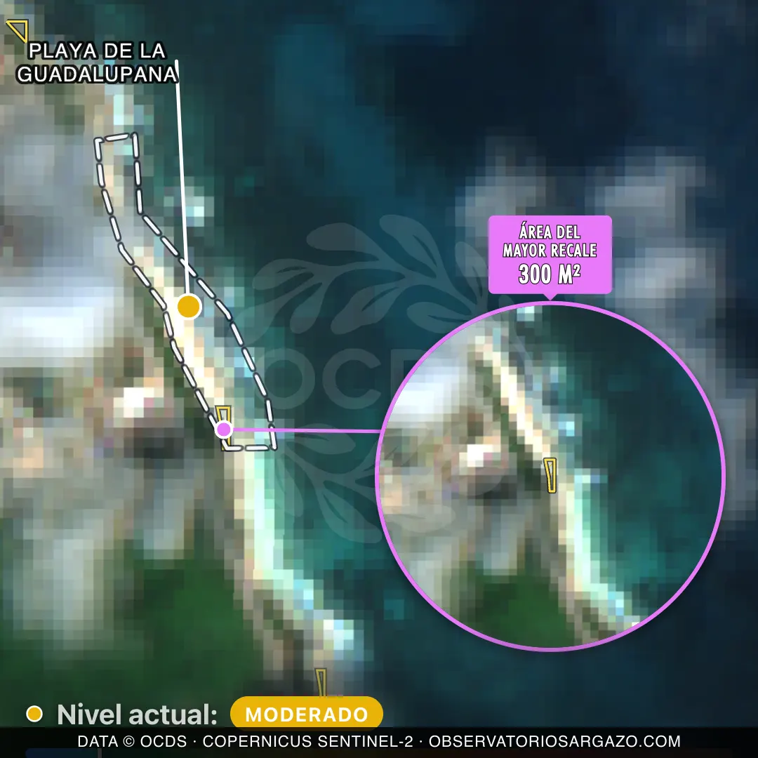 Image satellite des sargasses sur la plage Playa de la Guadalupana, Isla Mujeres — sargasses modérées, 12 octobre 2026